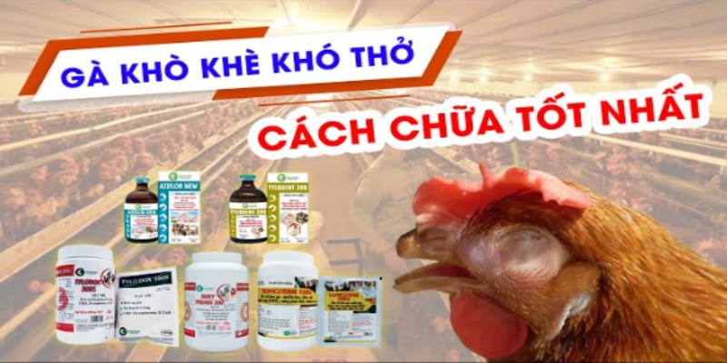 Phác đồ điều trị cho gà bị khò khè