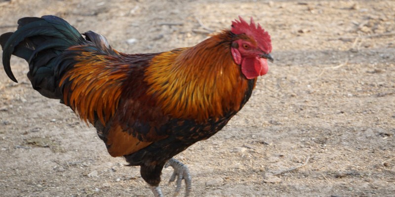 Tìm hiểu cách nhận biết gà đá bị rót cho người mới