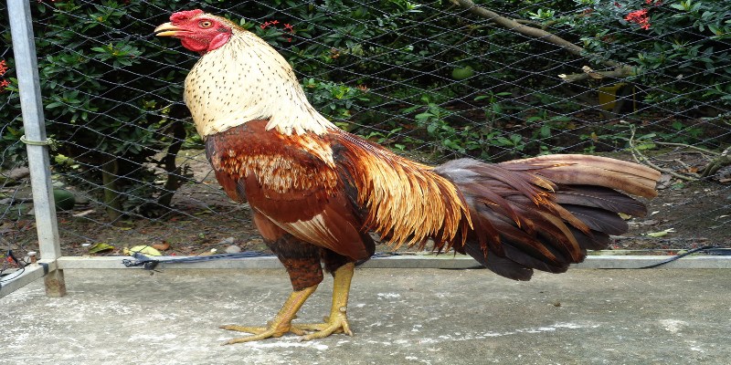 Sau luyện tập hoặc thi đấu, gà cần được nghỉ ngơi để phục hồi cơ bắp