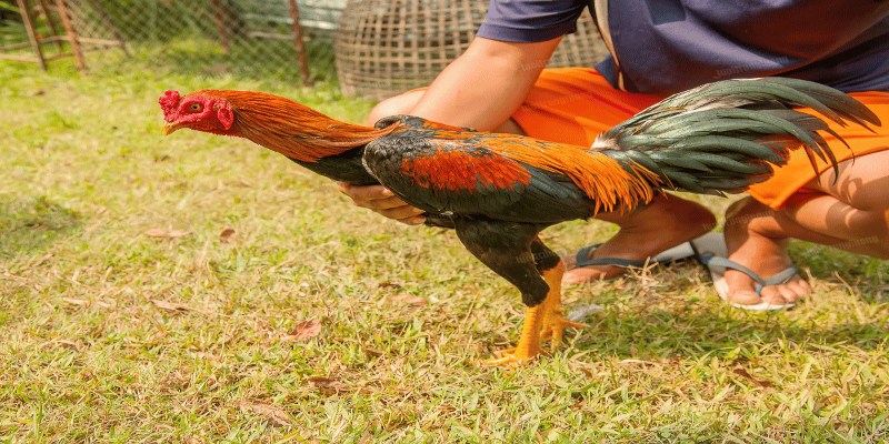 Tìm hiểu sơ lược về cách nuôi gà đá chân mạnh