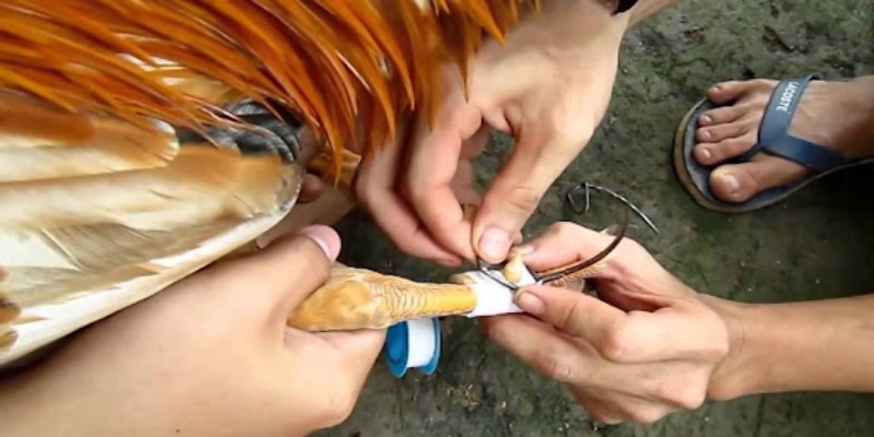 Cựa gà chọi đóng vai trò quan trọng trong tấn công và tự vệ