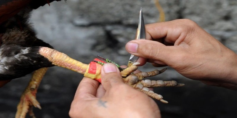 Nhiều sư kê vẫn thắc mắc cắt cựa gà chọi có ảnh hưởng gì không?