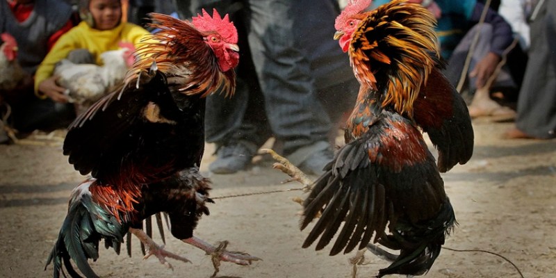 Chấp điều gà chọi tạo sự công bằng, tăng tính hấp dẫn cho trận đấu