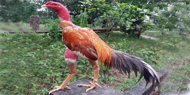 Cho gà chọi ăn gì để ra lông nhanh liên quan đến môi trường sống