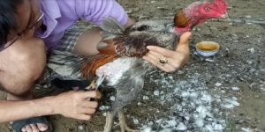 Rau muống, giá đỗ, cà rố giúp da khỏe, lông bóng mượt