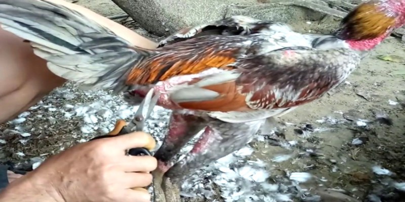 Tắm nắng 15–30 phút mỗi ngày giúp lông khô, cứng và sáng bóng