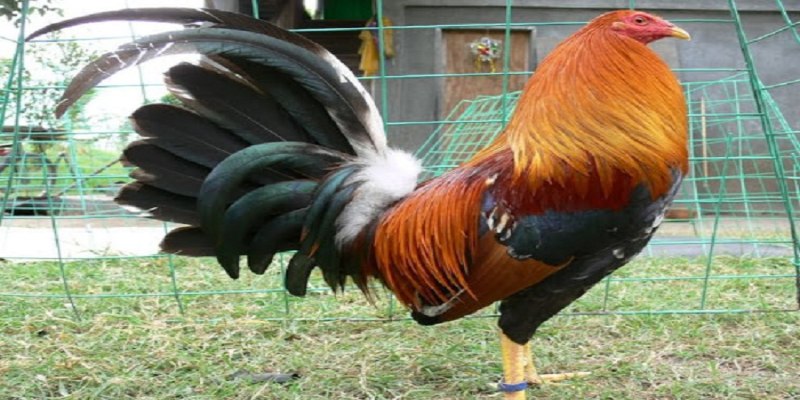 Khái quát về nhu cầu tăng cân của gà