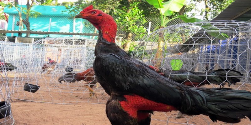 Nên cho gà chọi ăn gì để tăng cân