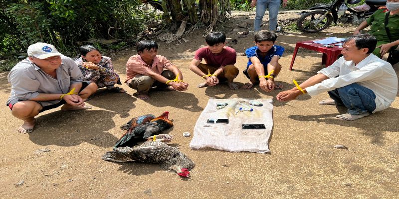 Lý do bị phạt khi chơi đá gà do tổ chức trái phép