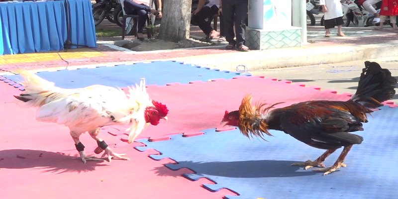 Các yếu tố ảnh hưởng đến tốc độ hồi phục của gà