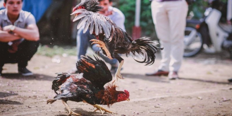 Gà cắt cựa bao lâu thì đá được theo tiêu chuẩn an toàn