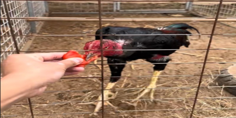 Gà chọi ăn cà chua có tác dụng gì là thắc mắc của các sư kê