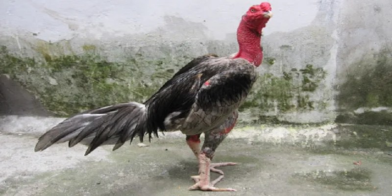 Tìm hiểu về việc gà chọi ăn cóc có tác dụng gì