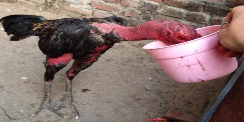 Thức ăn dân gian đặc biệt là đáp án cho câu hỏi gà chọi ăn gì để sung sức