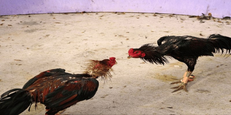 Trước khi mua gà, cần kiểm tra các dấu hiệu sức khỏe