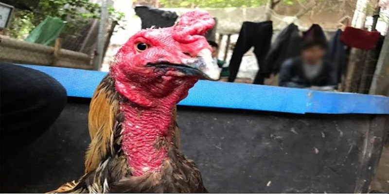 Thức ăn quá cứng hoặc sắc cạnh có thể làm trầy mép