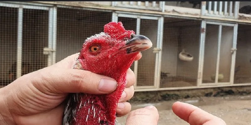 Tìm hiểu đôi nét về tình trạng gà chọi bị kén mép