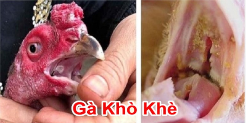 Nguyên nhân gà chọi bị khò khè