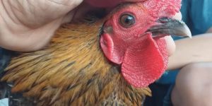 Tìm hiểu dấu hiệu khi gà bị sổ mũi