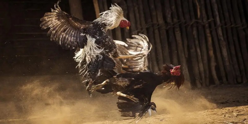 Gà chọi đá 3 hồ nghỉ mấy ngày để hồi phục cơ bắp và tinh thần