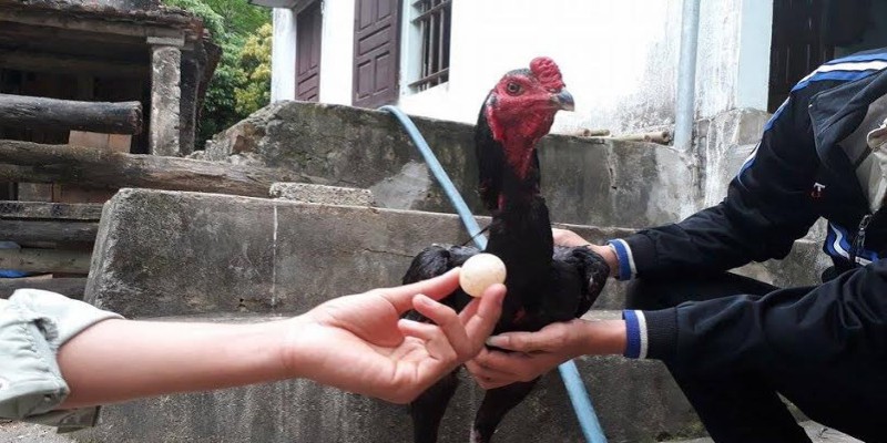 Gà chọi đẻ bao nhiêu trứng là thắc mắc của các sư kê