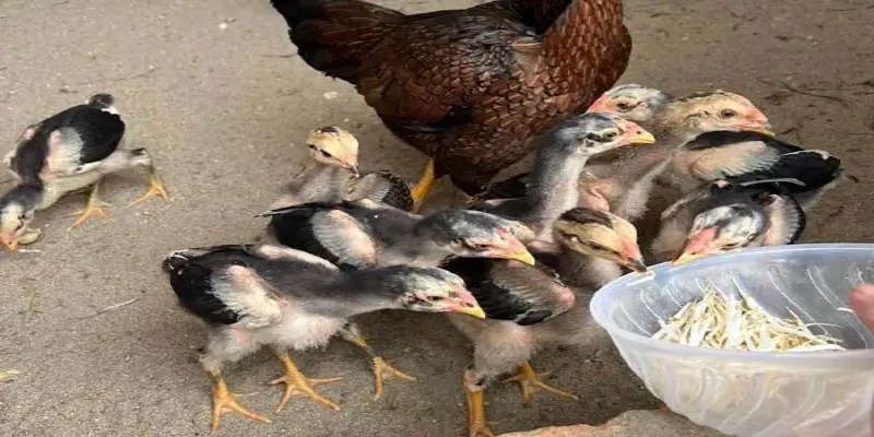 Kiểm tra sức khỏe định kỳ để phát hiện sớm các vấn đề như ký sinh trùng