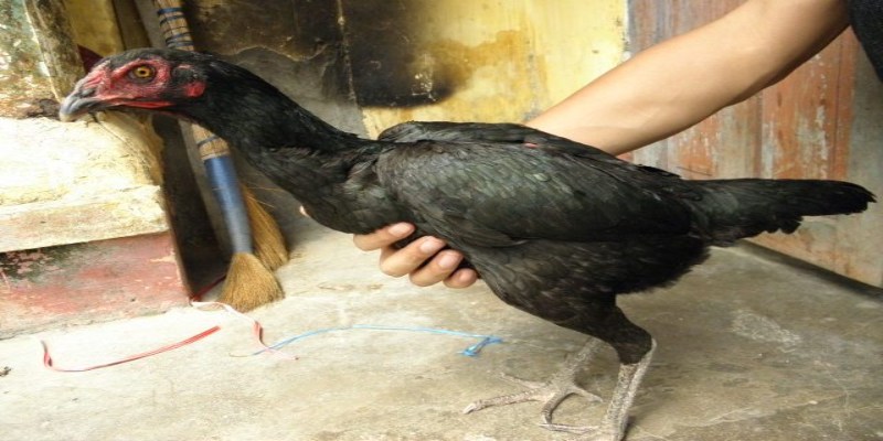 Gà chọi mái bắt đầu đẻ trứng khi đạt từ 5 đến 7 tháng tuổi