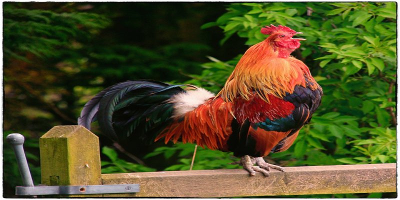 Tìm hiểu gà chọi mấy tháng thì gáy