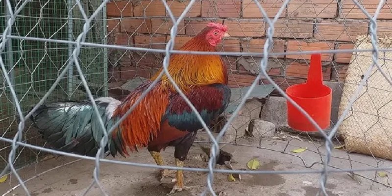 Lông mã, lông đuôi là phần lông cần nhất để đánh giá