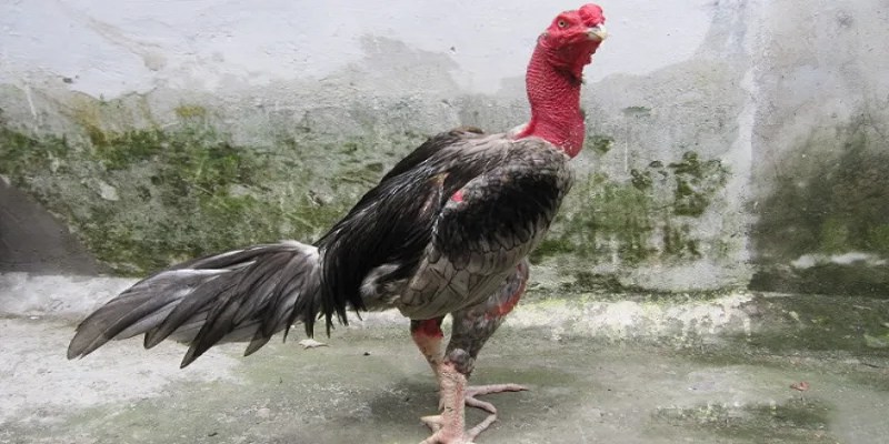 Gà chọi mấy tháng thì khô lông sẽ rơi vào khoảng từ 6–8 tháng tuổi