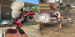 Gà chọi phơi nắng trong bao lâu tùy thuộc vào từng loại gà