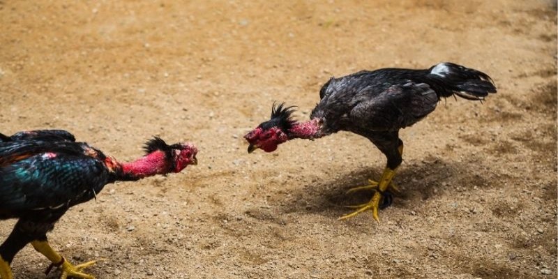 Tìm hiểu về nguyên nhân khiến gà hoảng sợ