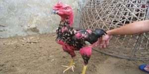 Chu kỳ gà chọi thay lông bao lâu theo từng độ tuổi