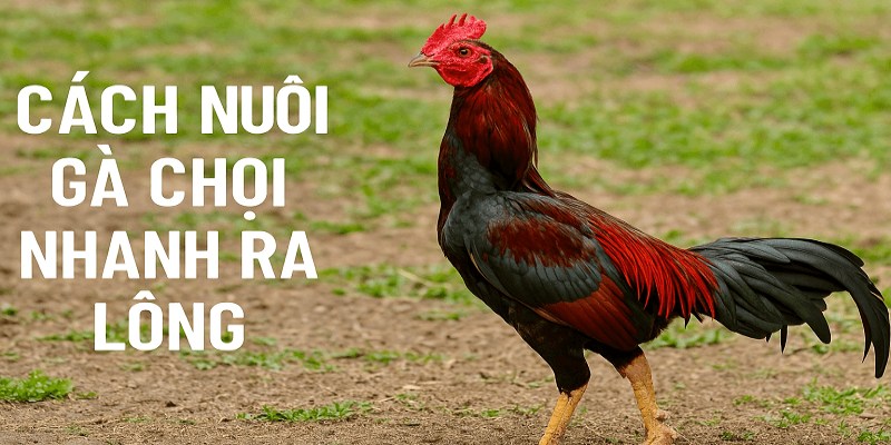 Chăm sóc sau khi thay lông giúp gà nhanh mọc lông hơn