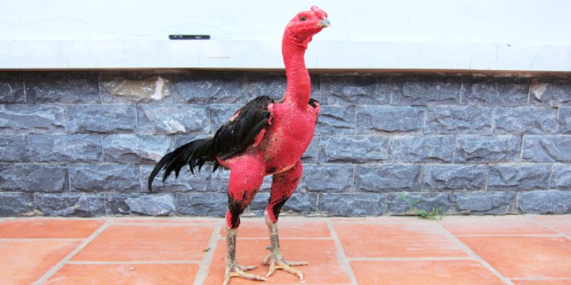 Quá trình thay lông ở gà chọi tác động mạnh đến khả năng vận động