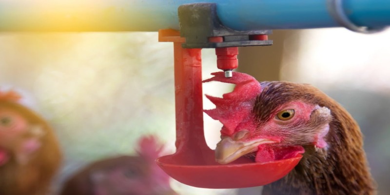 Tìm hiểu gà chọi uống nhiều nước bị bệnh gì?