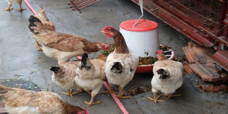 Vệ sinh chuồng trại và môi trường sống thường xuyên