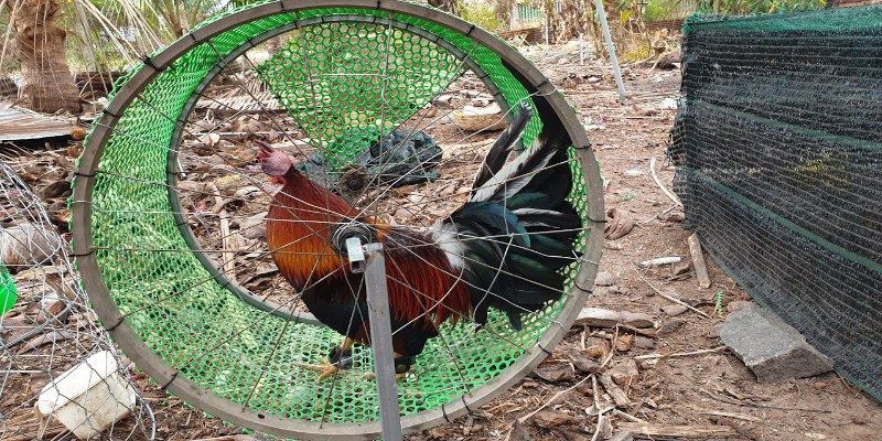 Máy tập thể lực cho gà giúp tăng sức bền rõ rệt