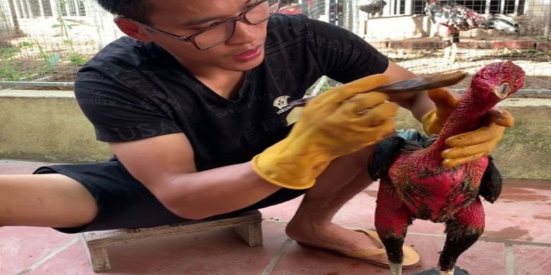 Phèn chua có tác dụng gì với gà chọi theo đánh giá của chuyên gia