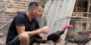 Dùng rượu cau đúng cách giúp gà hấp thu tối đa dưỡng chất