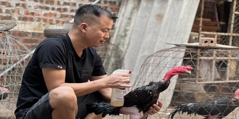 Dùng rượu cau đúng cách giúp gà hấp thu tối đa dưỡng chất