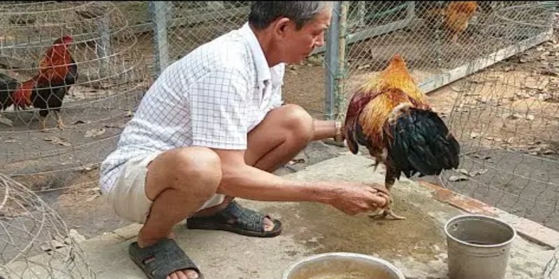 Rượu cau có tác dụng gì cho gà chọi sau trận đấu, tập luyện