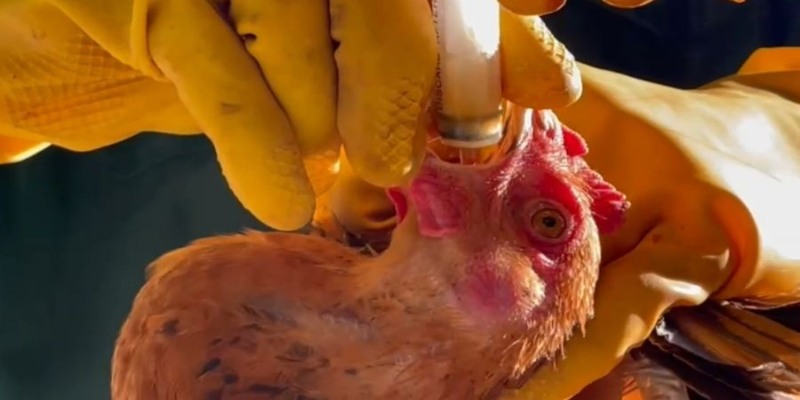 Các thuốc trị bệnh cho gà đá rất đa dạng