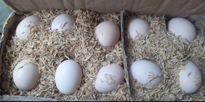 Cách lựa chọn trứng gà chuẩn