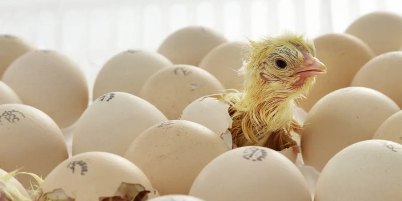 Tìm hiểu trứng gà chọi giá bao nhiêu?