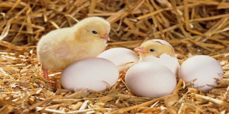 Yếu tố quyết định giá trứng gà chọi