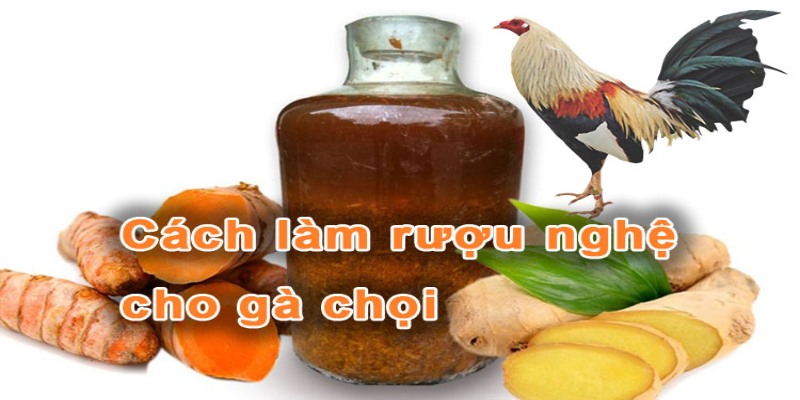 Cách vào nghệ chuẩn cho gà chọi