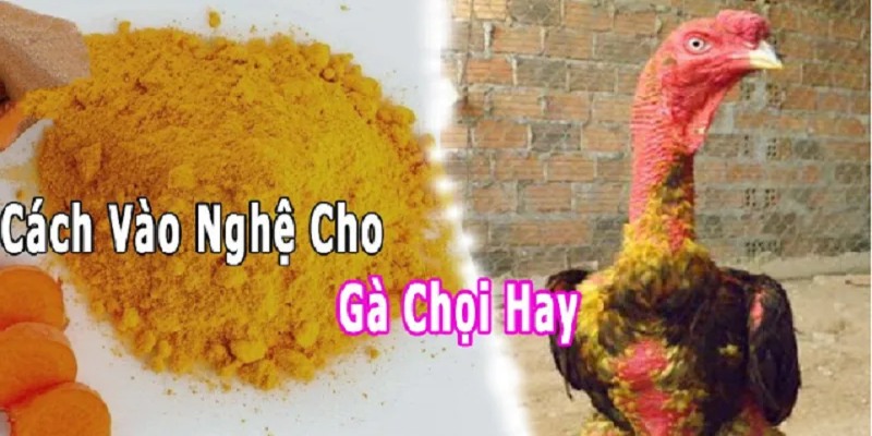 Giới thiệu kỹ thuật vào nghệ cho gà chọi