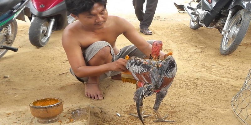 Tìm hiểu vào nghệ cho gà chọi có tác dụng gì